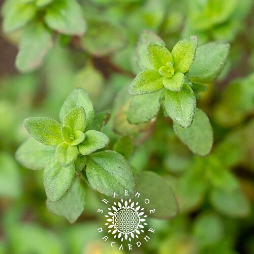 ������ ������ ������ ������ �������� (���. Thymus citriodorus) 25 �� �� Green Legacy ����