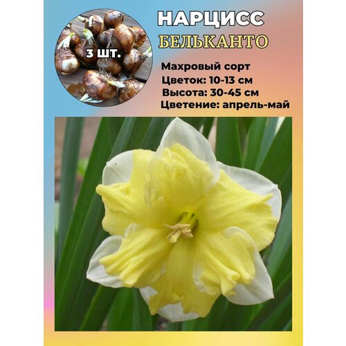 ������ ������ ������� ��������, �������� 3 ����� ����