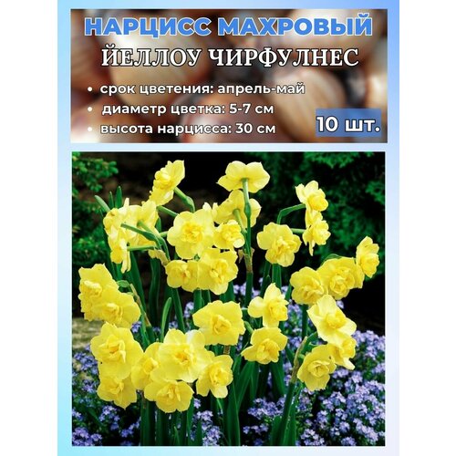 ������ ������ ������� ��������, �������� 10 ���� ����