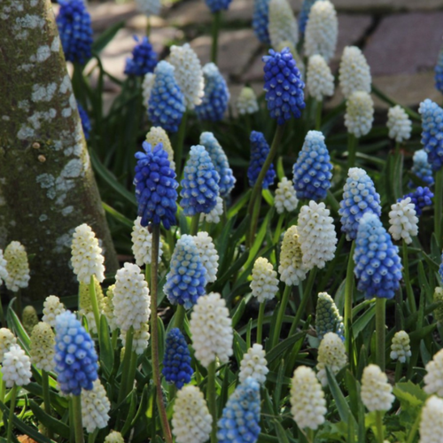 ������ ������ ������� ����� (20 �������) ����