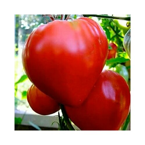 ������ ������ ������������� ������ ������ ����� ������ ������� ����