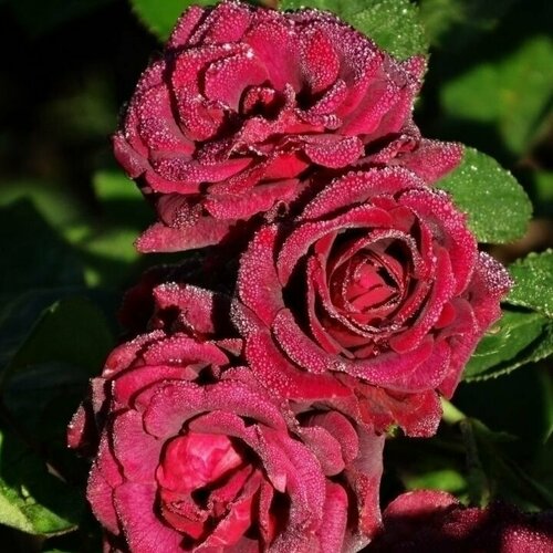 ������ ������ ���� ���������� ����� ���� 2 �� ����