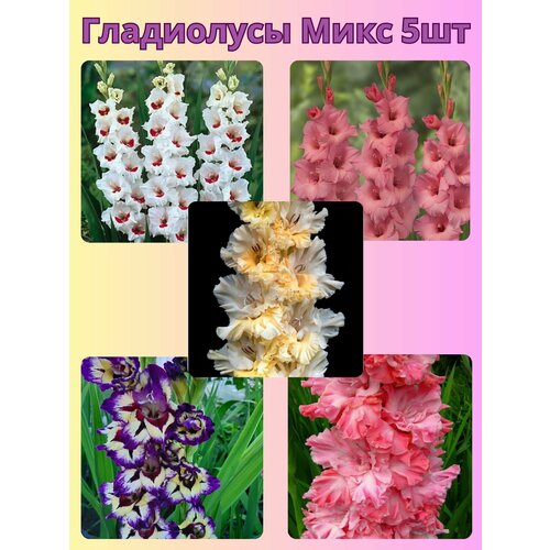 ������ ������ ��������� ���������������, �������� ���������� ���� 5 �� ����