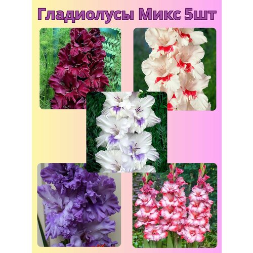 ������ ������ ��������� ���������������, �������� ���������� ���� 5 �� ����