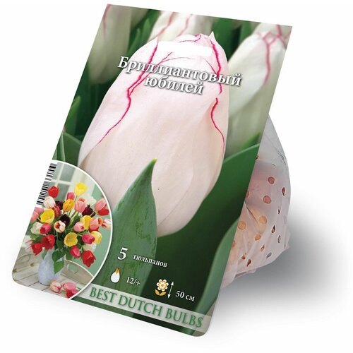 ������ ������ ������� ������������� ������ 5 ������� 12/+ ����