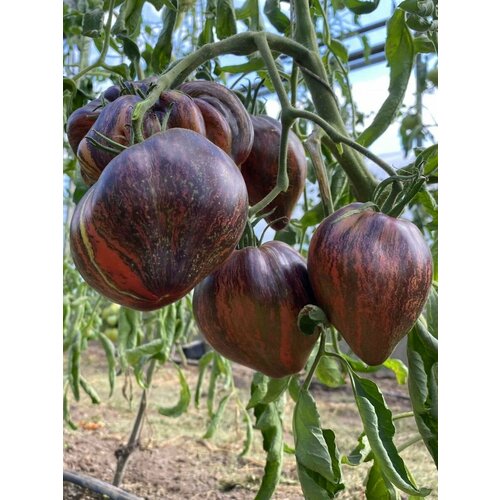 ������ ������ ������ ����� �������� ������� ����������� (Rebel starfighter prime), 10 ���� ����