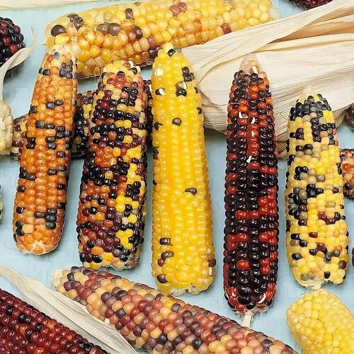 ������ ������ ������ �������� 