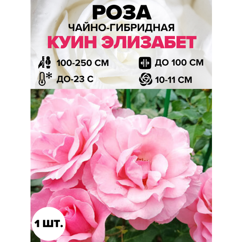 ������ ������ ���� ���� �������� �����-��������� 1 ��. ����