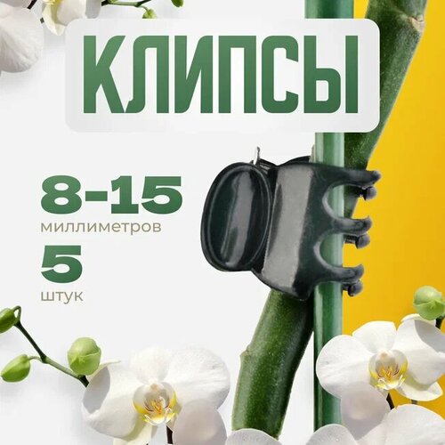 ������ ������ ����������� ������ ��� ������� ������ 8-15�� 5 �� ����