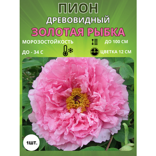 ������ ������ ���� ������� ����� 1 ��. ����