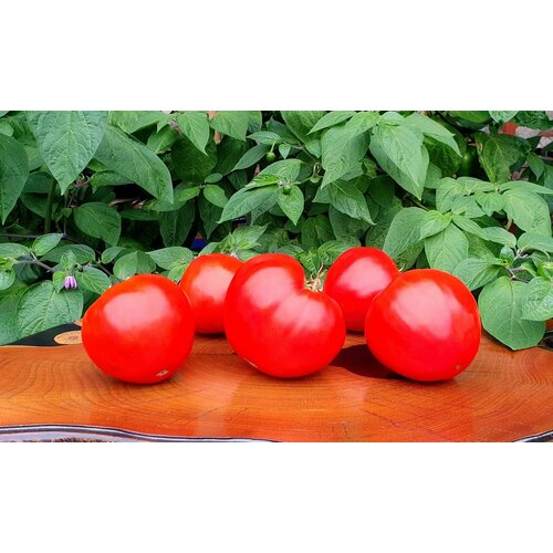 ������ ������ ������ ������ ������ ������ (Sleeping Giant) / Seeds And Goods / � �������� zip-lock ��� ���������� 10 ����� ����