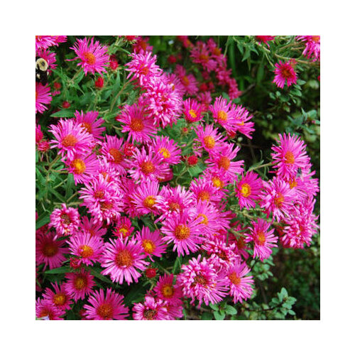 ������ ������ ����� ����-���������� Andenken an Alma Poetschke, �������, �1 (1 ����), ��� - ����� ����������� ����