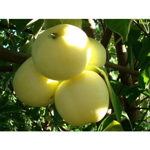 ������ ������ ������� ������ ����� ����� ( 3-4 ���� , �7,5 , 125-150 �� ) ����