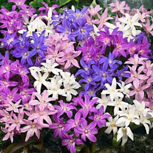 ������ ������ �������� ���������� ����� ( 20 �� ) ����