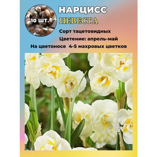 ������ ������ ������� ��������, ����������� ���������� �����, 10 ��. ����