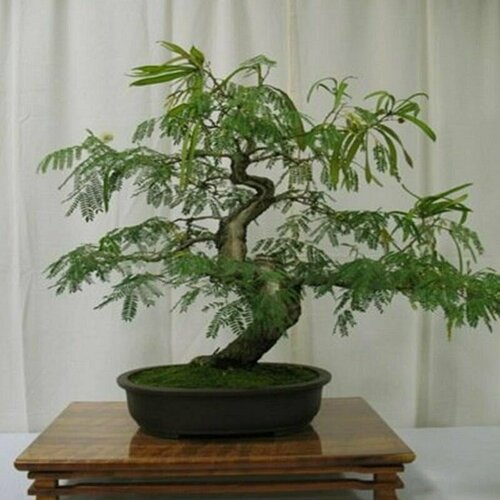 ������ ������ �������, �������������� ��������, ������ ����