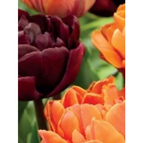 ������ ������ �������� ������� �������� ��� ����� ���� - 10 ��. ����