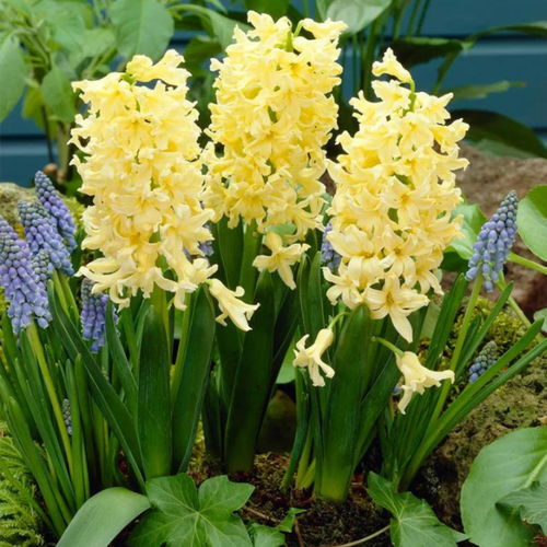 ������ ������ ������� ������ �������� (2 ��) ����