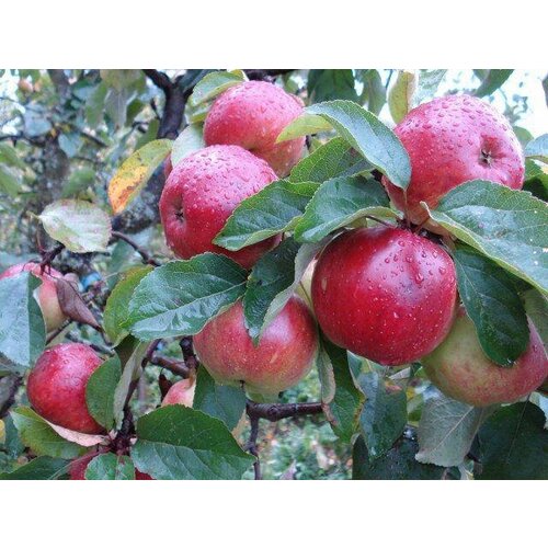 ������ ������ ������� ������ ����� ( 3-4 ���� , �7,5 , 125-150 �� ) ����