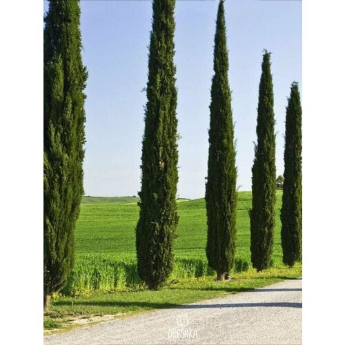 ������ ������ ������� ����������� (�������������) ������ 30�� ����������� ����