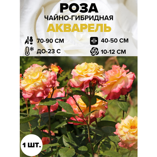 ������ ������ ���� �������� �����-��������� 1 ��. ����