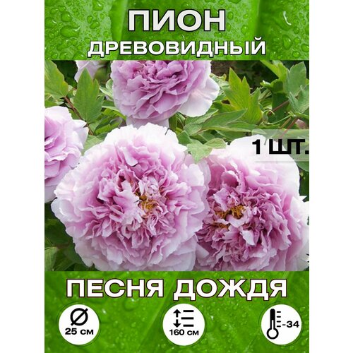 ������ ������ ���� ����� �����, ��������� ����