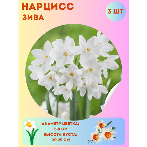 ������ ������ ������� ����, ����������� �����, �������� 3 �� ����