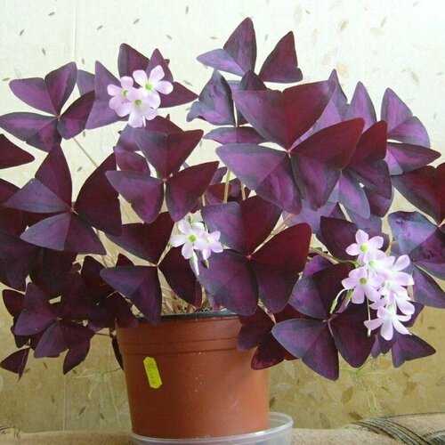 ������ ������ ������� ���������� 3 ������ ����