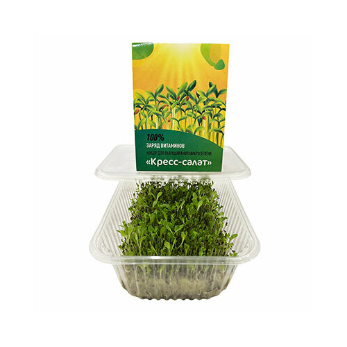 ������ ������ ����� ��� ������������, ������ ����������� ����� ������ (5 ��) ����