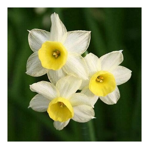 ������ ������ ������� ���� ������ (5 ����) / ���������� ����� ����