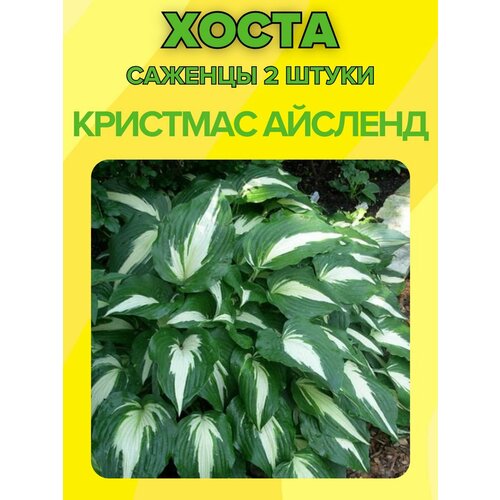 ������ ������ �����, ������� 2 ����� ����