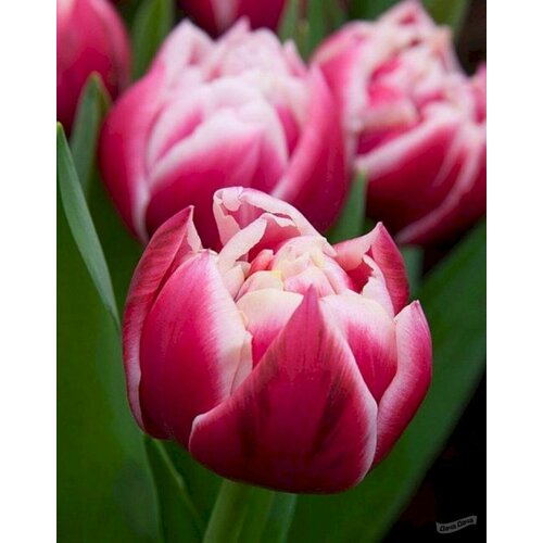 ������ ������ �������� COLUMBUS, ����������� ����, � ��������� 3 �������� (�������) ����