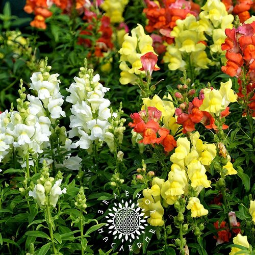 ������ ������ ������ ����������� - ������� ���- ���� 5 ������ (���. Antirrhnum) 25 �� ����