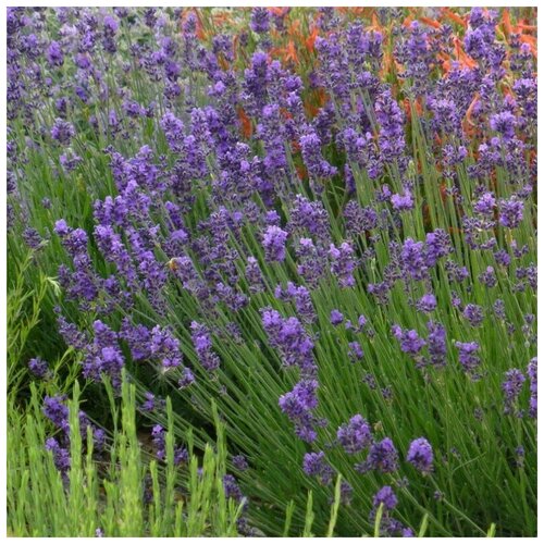 ������ ������ ������ ������ ������� ����������� 50 ��. ����