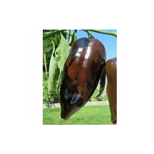 ������ ������ ������ ������ ����� Mulato Isleno, 5 ����� + ������� ����