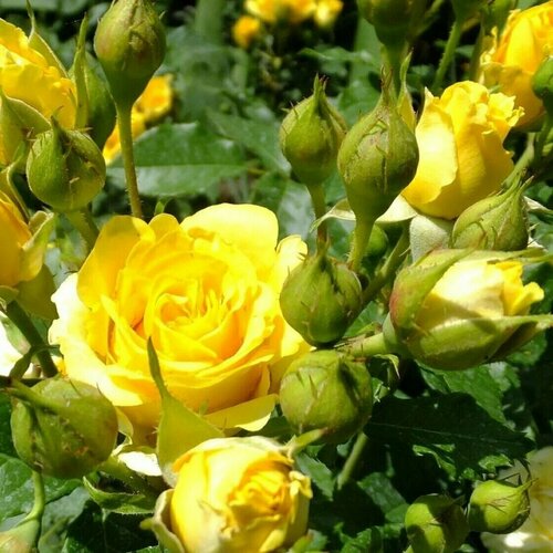 ������ ������ ���� ����� ������ ���� (Yellow Star) / 1 ��, ������������� ���� ����