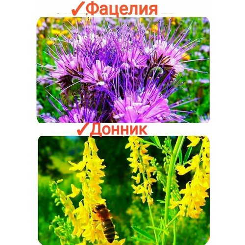 ������ ������ ����� ���������� �����/����/���������, 100�� (������+�������), �������� ������ � ������, 100% ���������, premium ����