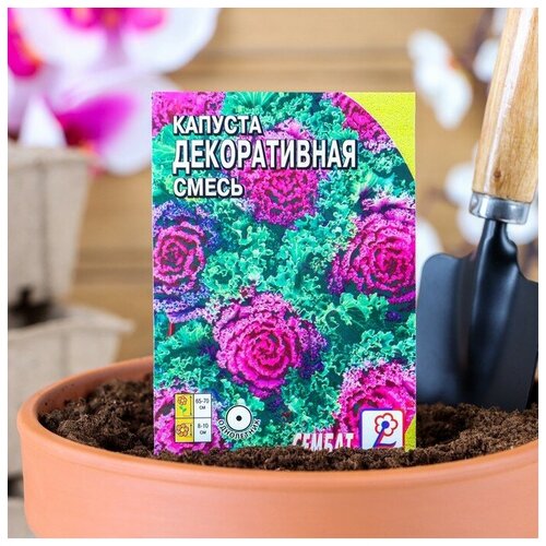 ������ ������ ������ ������ ������� ������������, �����, 40 �� ����