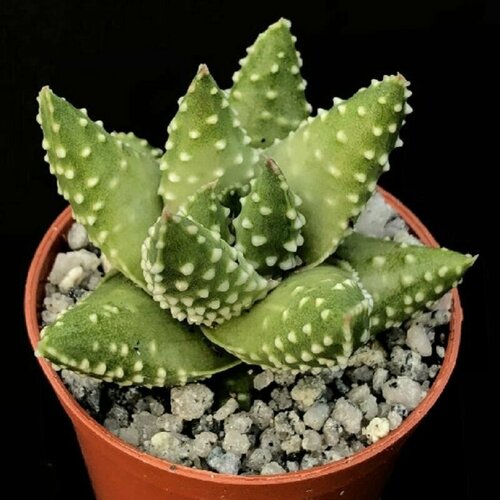 ������ ������ �������� ��������� ������� ���, Haworthia Margaritifera, Keimung �ei , ������ ����
