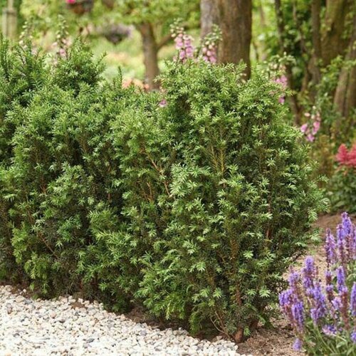 ������ ������ ��� ������� ������� ���� (Szkolka roslin A.M (������)), 1 ������� � ������ 15-20 �� ����