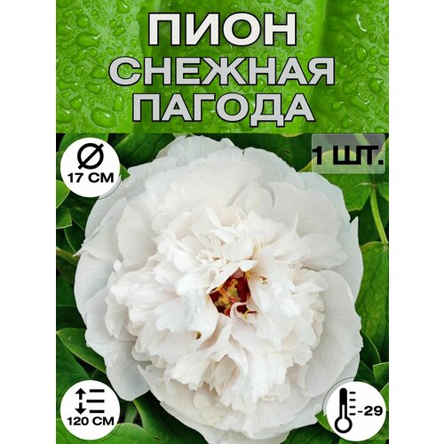 ������ ������ ���� �����������, ������ ������� ��� ������� ����