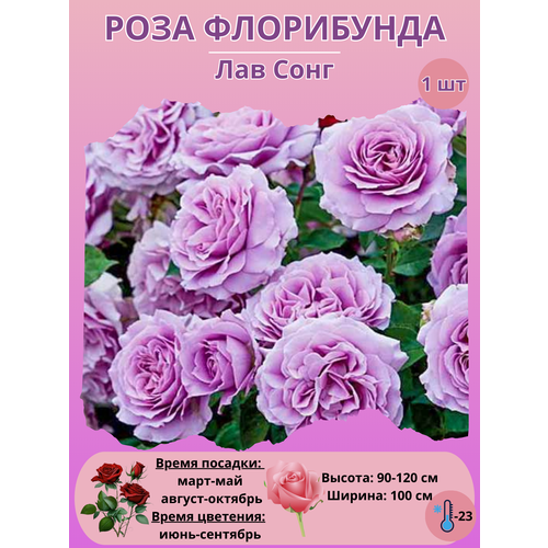 ������ ������ ���� ���������� ��� ����, ����������� ����� ��� ���� ����