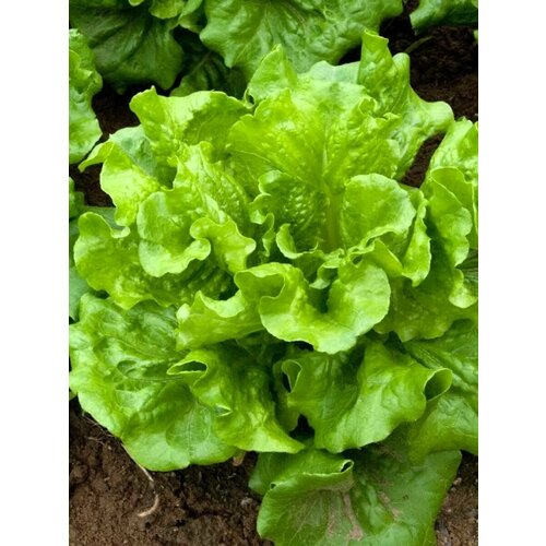 ������ ������ ������ ������ ������������� ����� - 0,5 �. �����-��������� ����. �������� � ������ ����