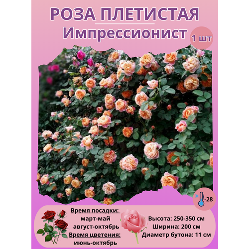 ������ ������ ���� ��������� �������������, ����������� ����� ����