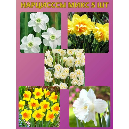 ������ ������ �������� ����������� �����, �������� 5 �� ����2 ����