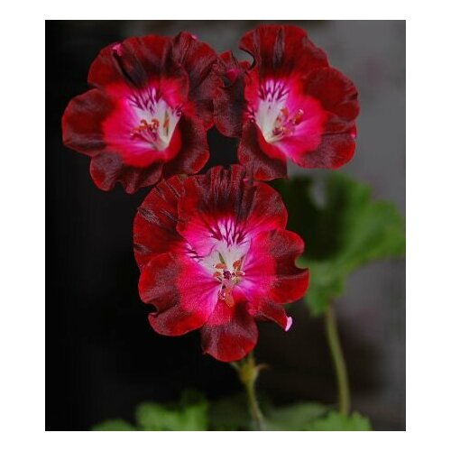 ������ ������ ������ ���������� ����������� ��� ���� 4 �� (1 �������� (O)) ����