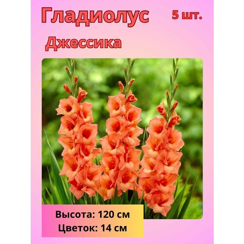 ������ ������ ��������� ��������������� ��������, �������� ���������� ����