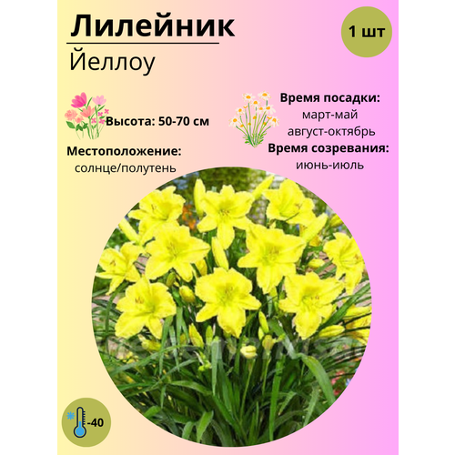 ������ ������ �������� ������, ����������� ����� / ������ 1 �� ����