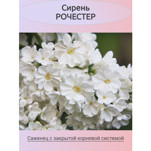 ������ ������ ������ �������� ����