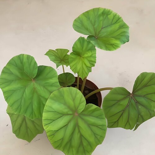 ������ ������ ������� �����������, Begonia Sericoneura, ������������������, ������ ����